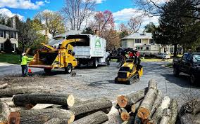 Trusted Palm Desert, CA Tree Services Experts